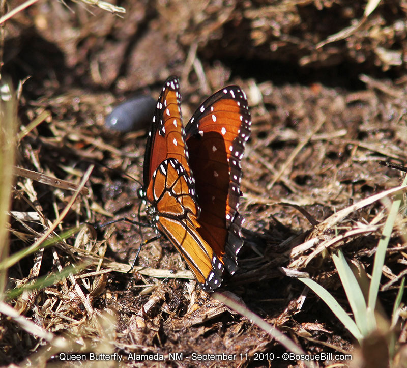 Queen butterfly