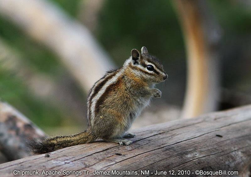 chipmunk