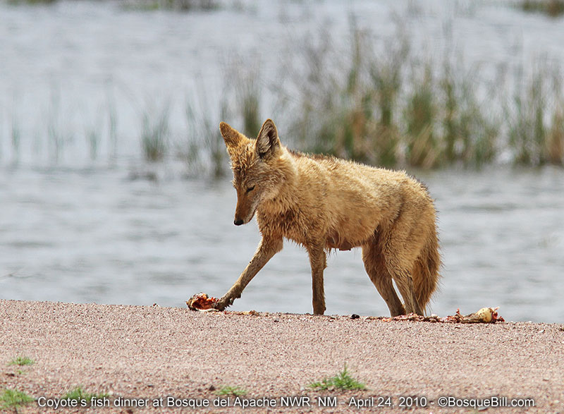 Coyote