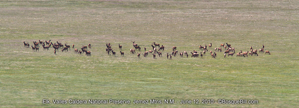 elk herd