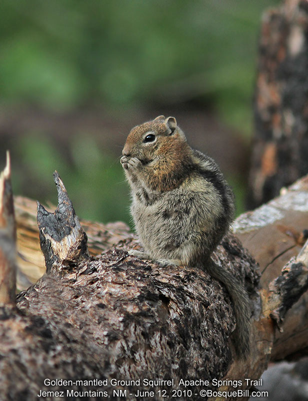 squirrel