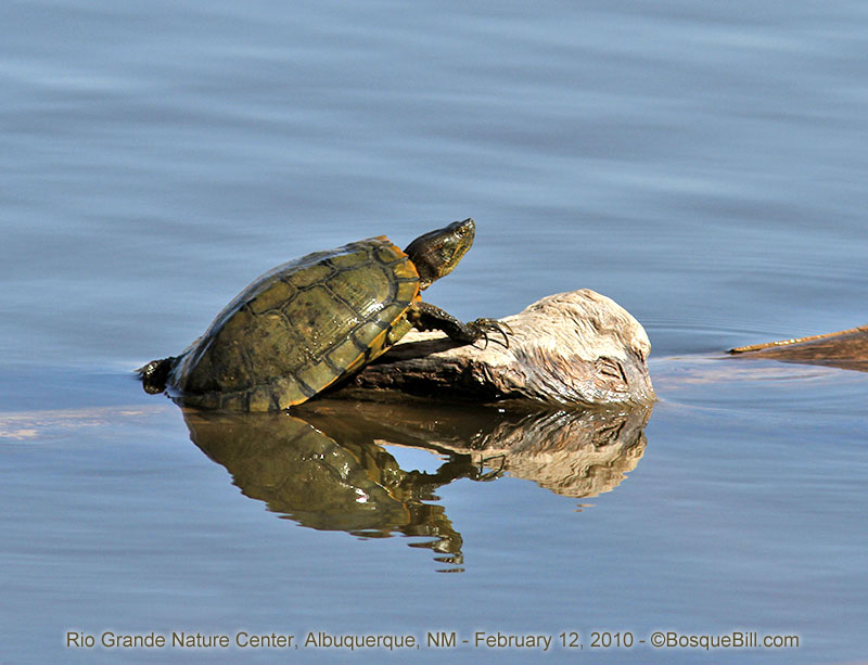 turtle