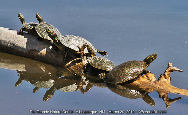 turtles