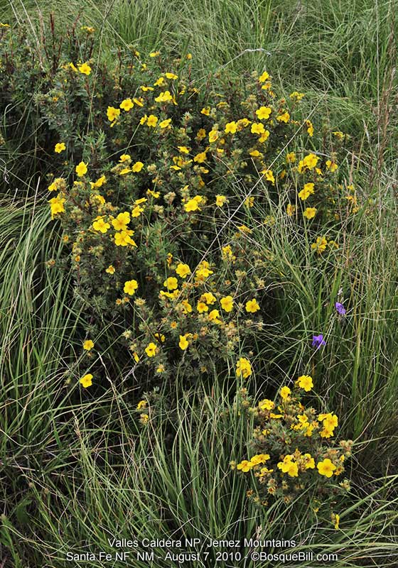 buttercups