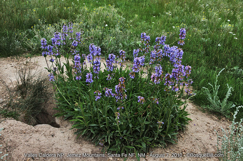wild flowers