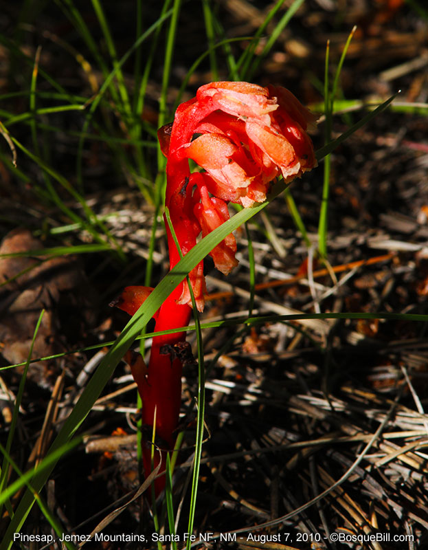 pinesap