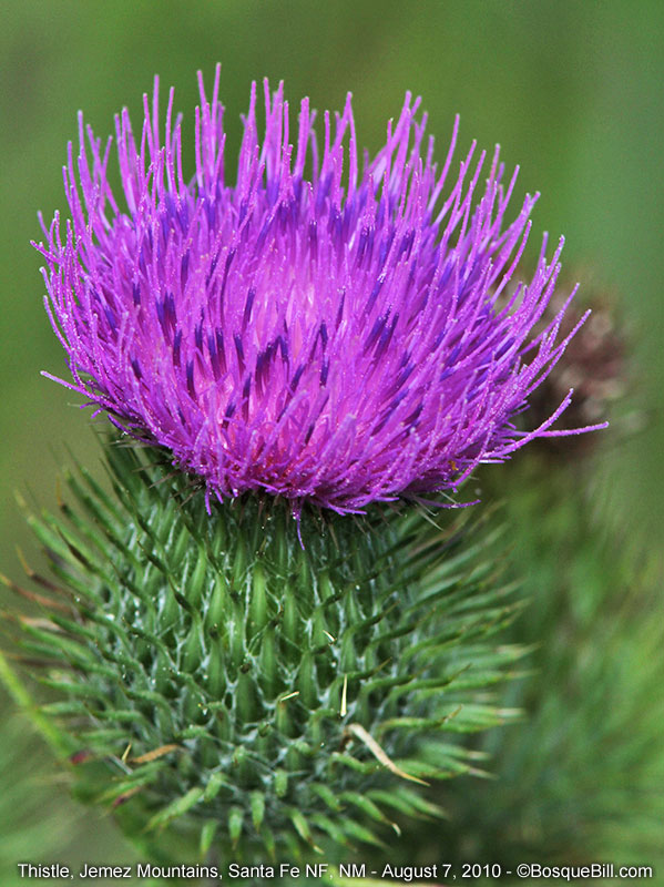 thistle