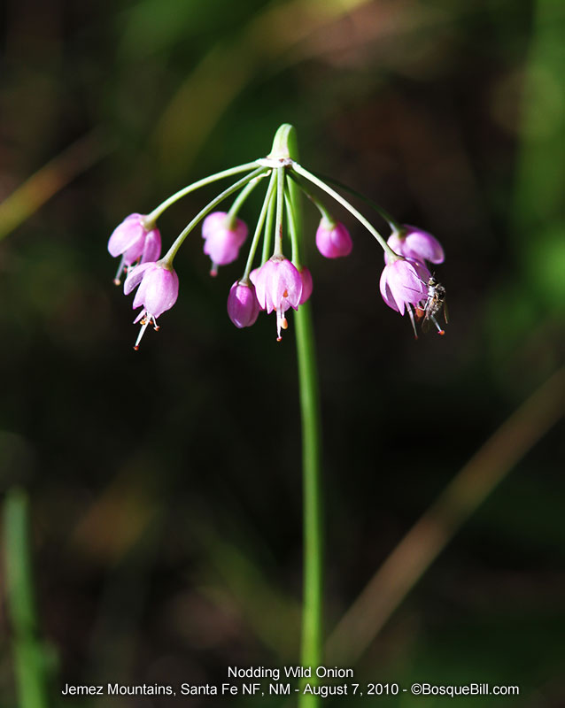 wild onion