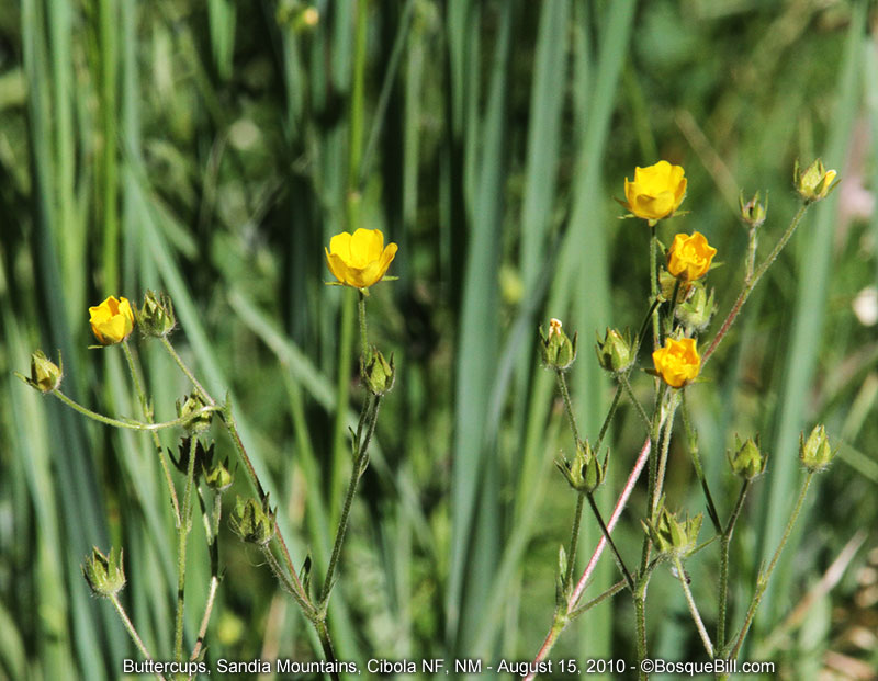 buttercups