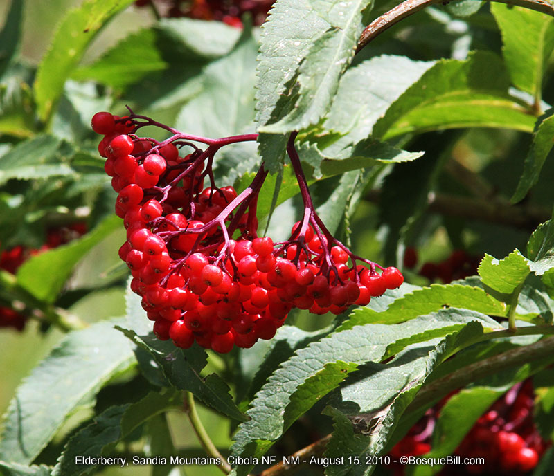 elderberry