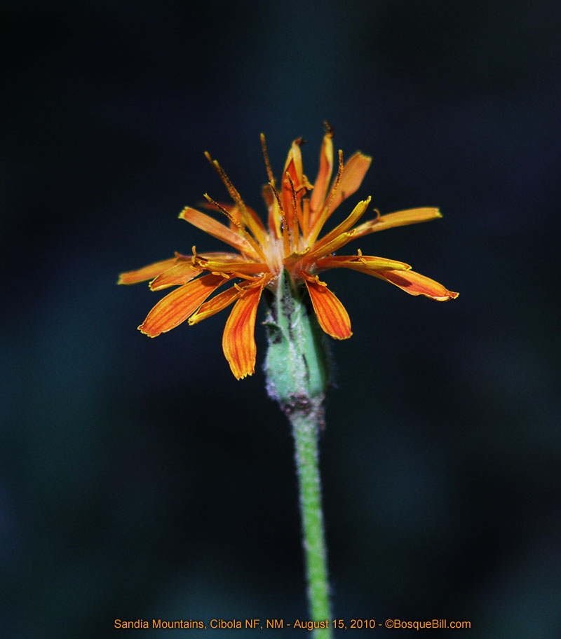wild flower