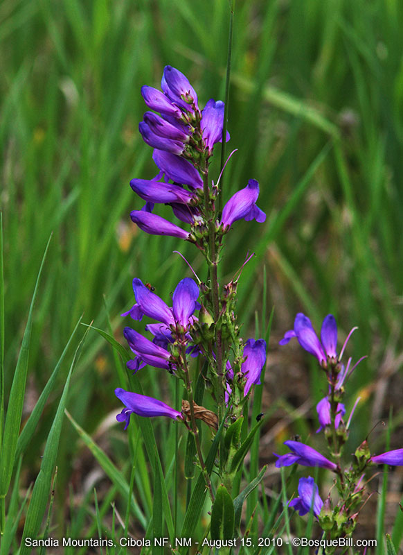 lupine