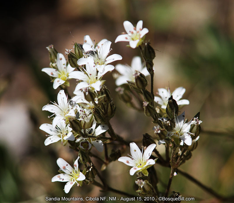 wild flowers