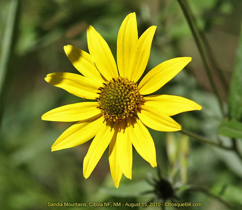 wild yellow daisy