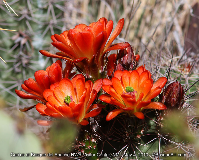 cactus flower