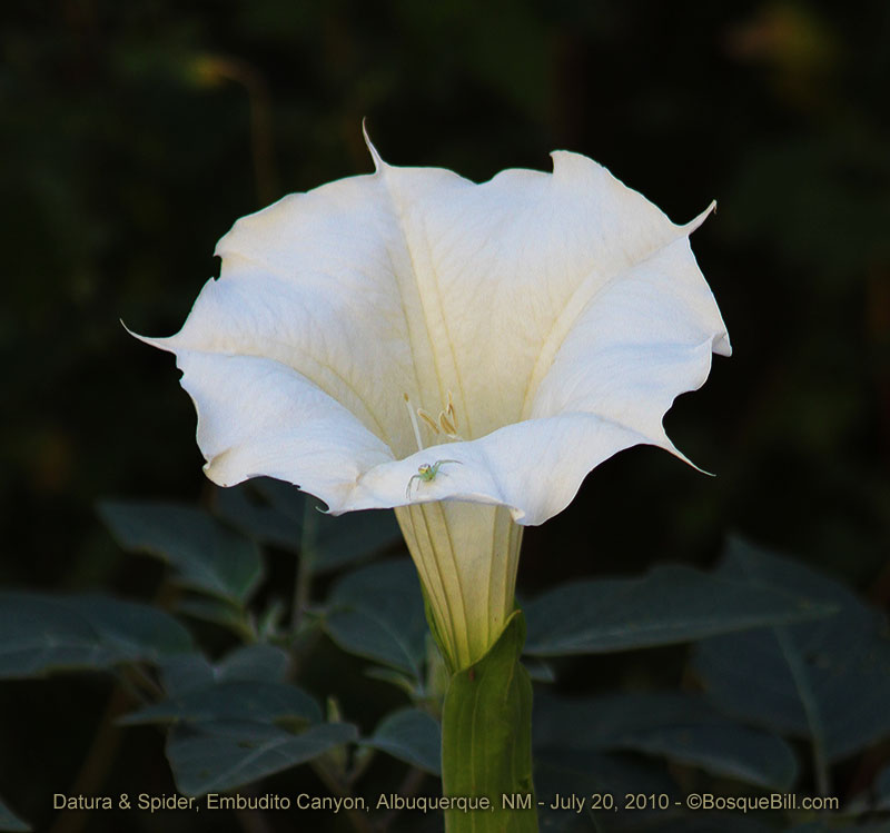 wild flower