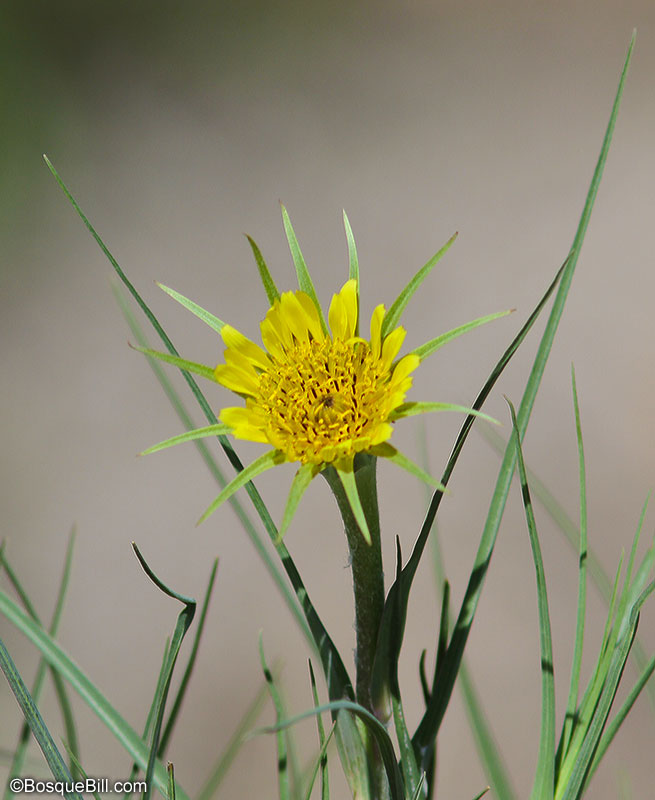 wild flower