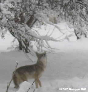 Jumping Coyote animated gif
