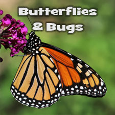 Butterflies