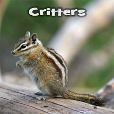 Photos of Critters