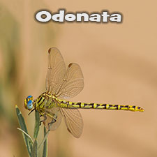 Odonata Photos