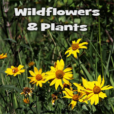 Wildflowers