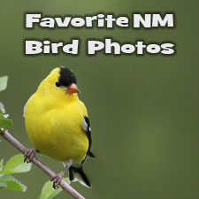 Best Bird Photography