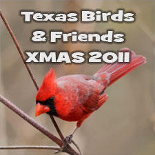 Texas Birds
